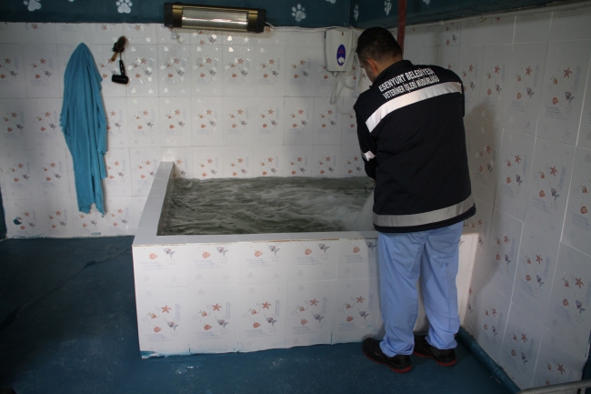 Barınma merkezindeki köpekler kaplıca keyfi yaptı